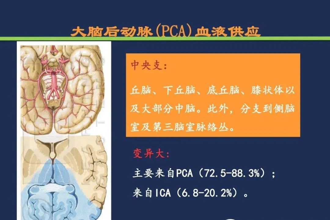 从梗死部位推测责任血管：脑血管解剖-87