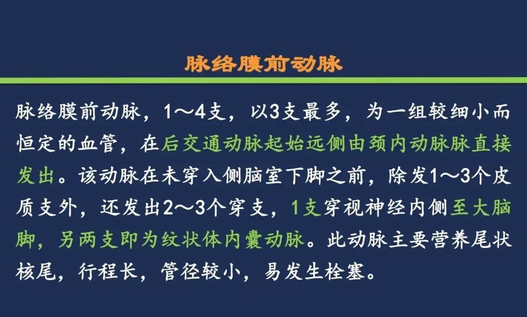 从梗死部位推测责任血管：脑血管解剖-75