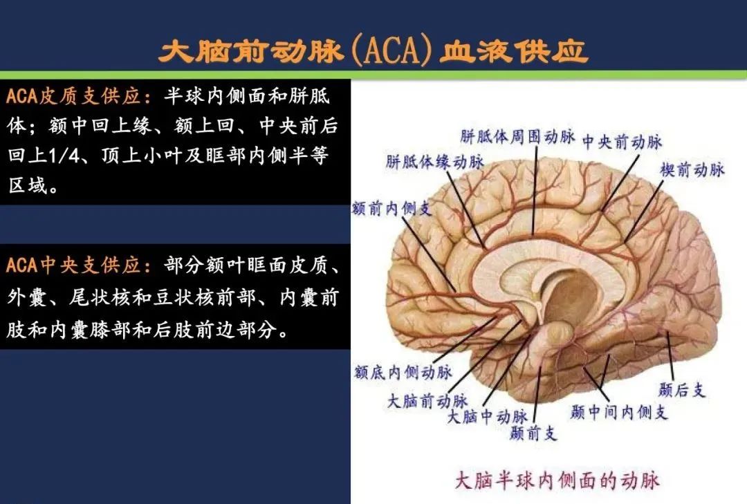 从梗死部位推测责任血管：脑血管解剖-55