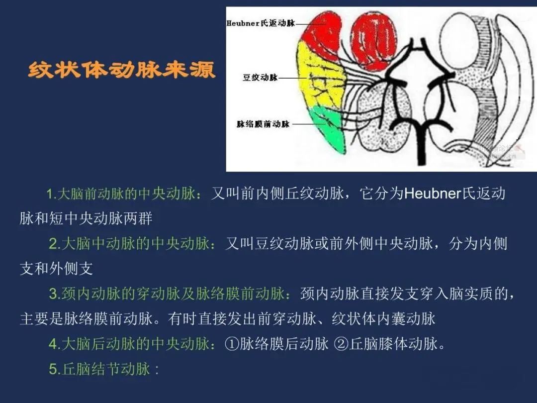 从梗死部位推测责任血管：脑血管解剖-70