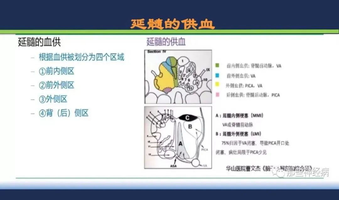 从梗死部位推测责任血管：脑血管解剖-182