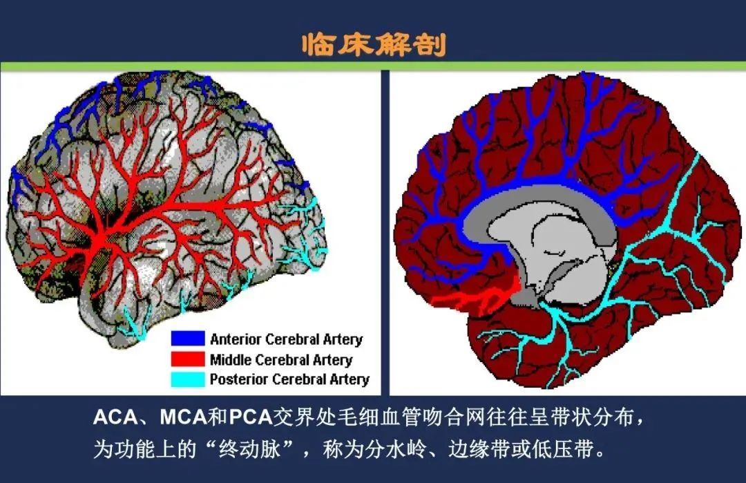 从梗死部位推测责任血管：脑血管解剖-218