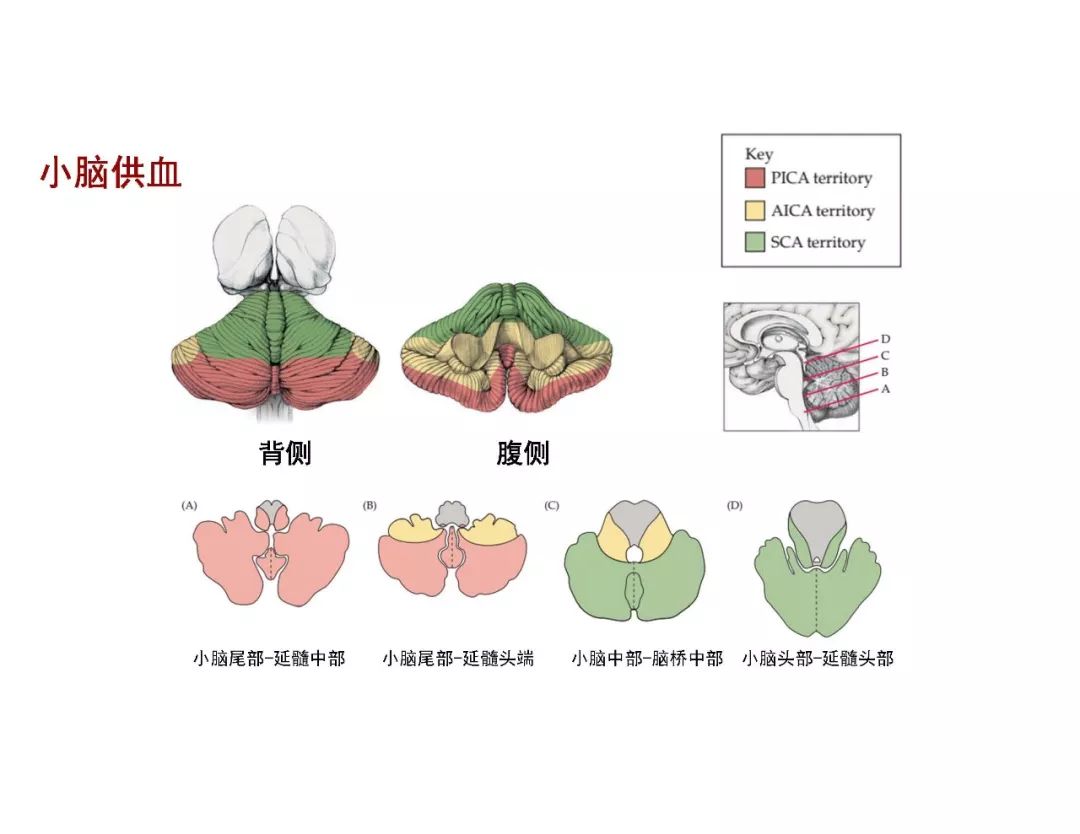 【PPT】脑血管的解剖基础-39