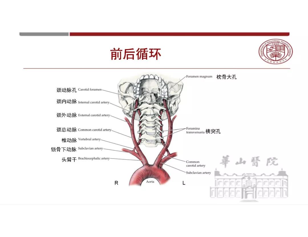 【PPT】脑血管的解剖基础-4
