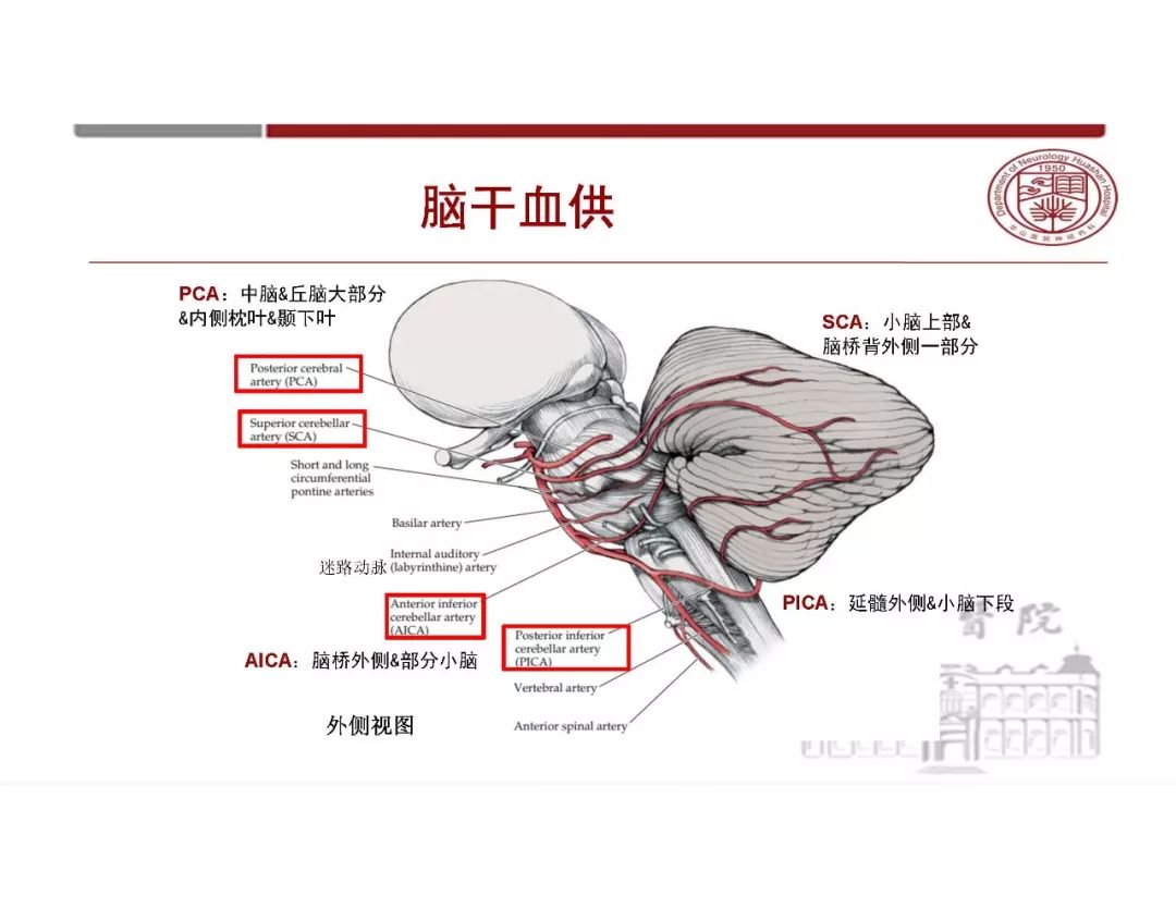 【PPT】脑血管的解剖基础-28
