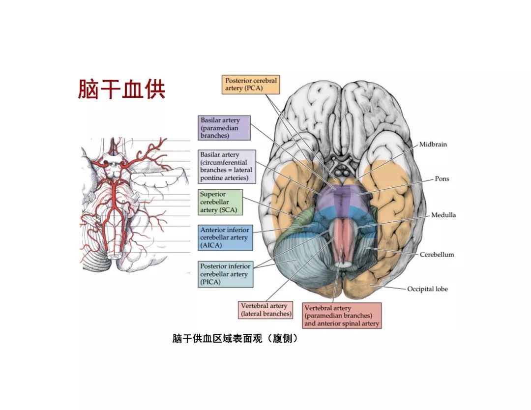 【PPT】脑血管的解剖基础-30