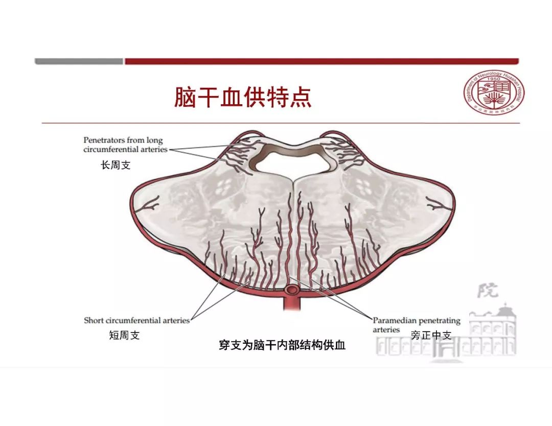 【PPT】脑血管的解剖基础-29