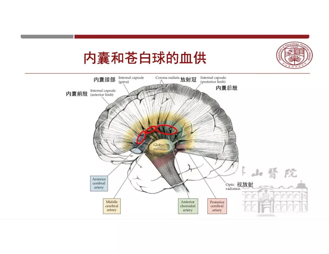 【PPT】脑血管的解剖基础-21