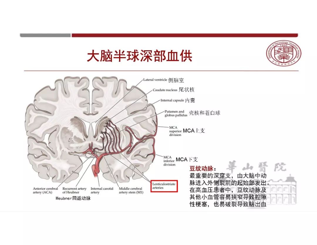 【PPT】脑血管的解剖基础-19