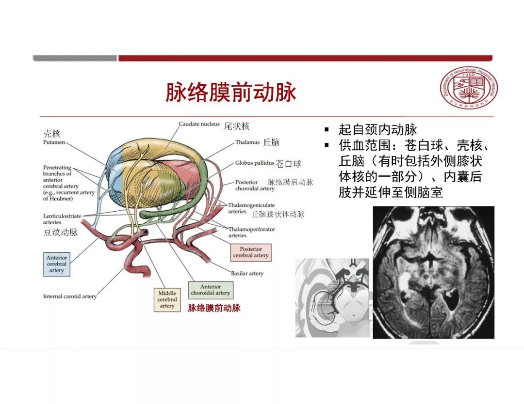 【PPT】脑血管的解剖基础-15