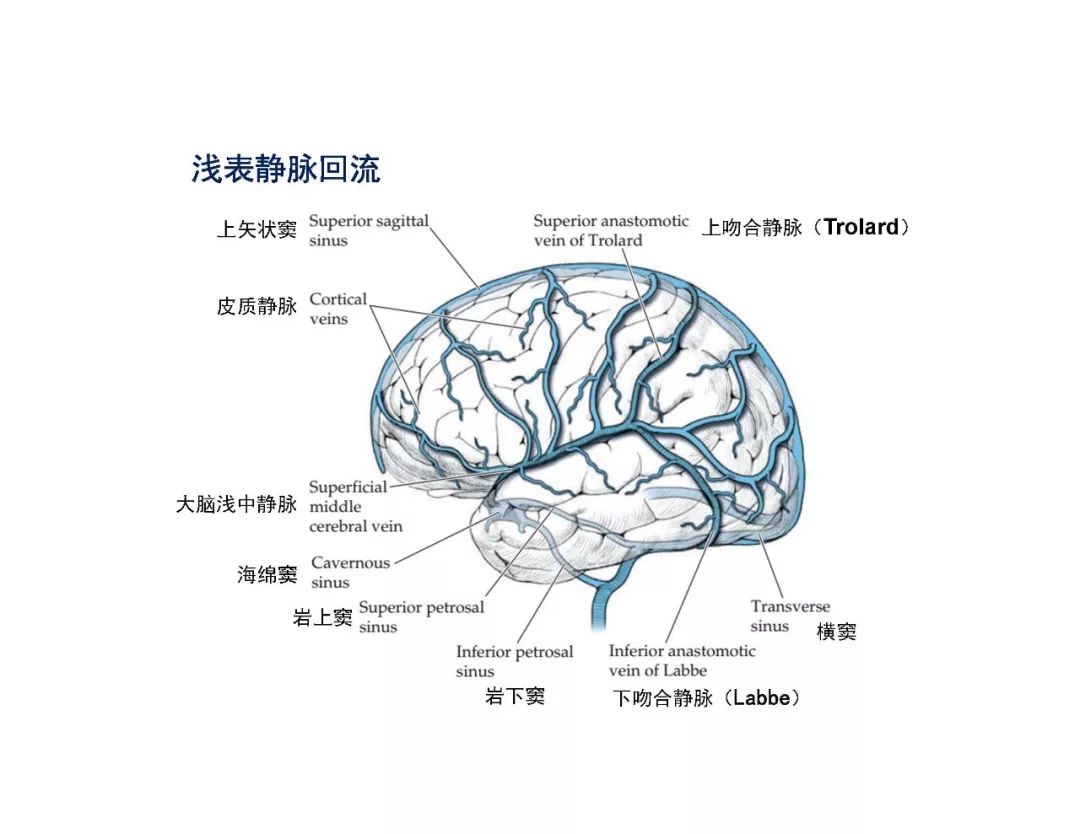 【PPT】脑血管的解剖基础-42