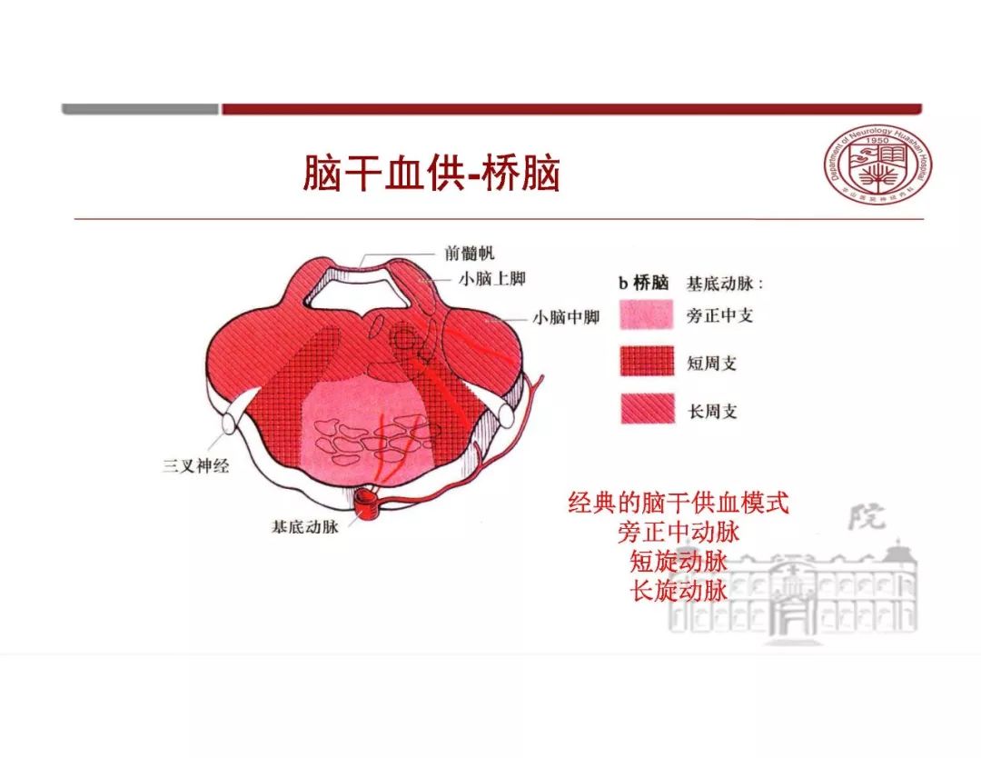 【PPT】脑血管的解剖基础-35