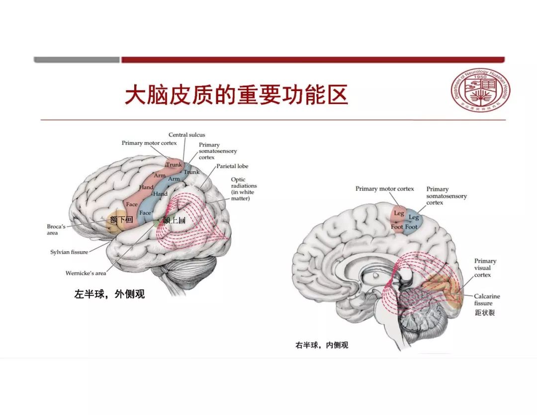【PPT】脑血管的解剖基础-3
