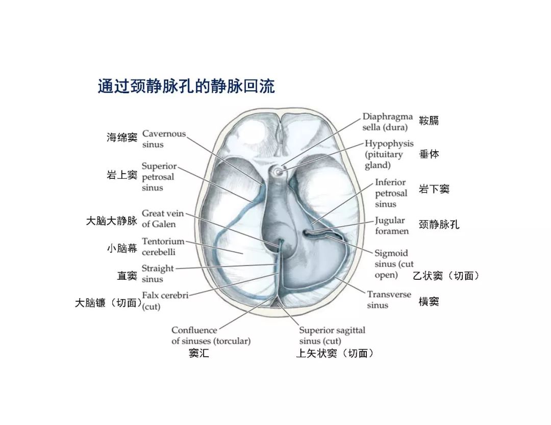 【PPT】脑血管的解剖基础-41