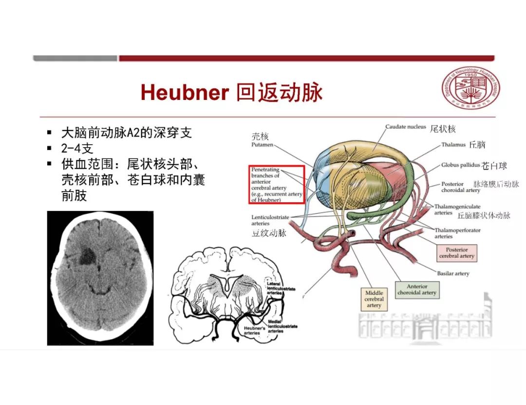 【PPT】脑血管的解剖基础-20