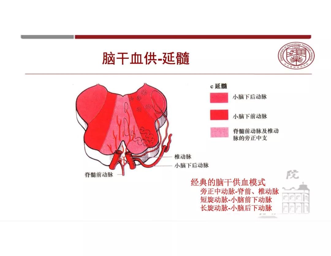 【PPT】脑血管的解剖基础-31