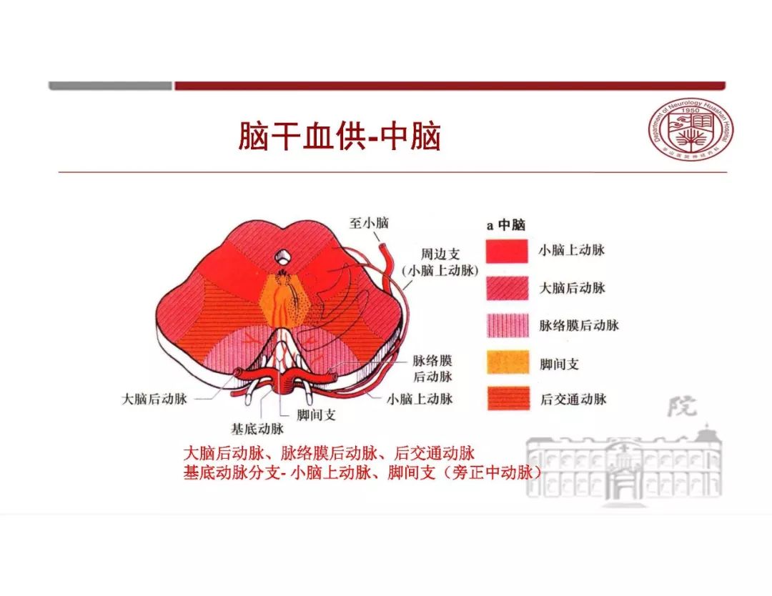 【PPT】脑血管的解剖基础-37