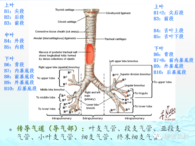 肺粟粒样结节鉴别诊断