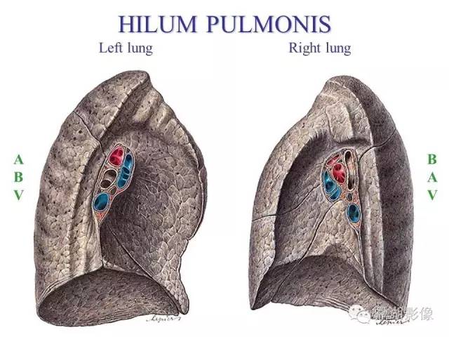 【病例】你真的了解肺门吗？