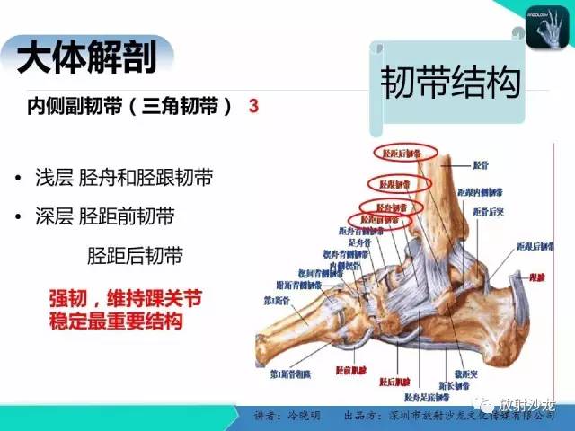 【PPT】基于损伤机制的踝关节急性损伤的影像学评估