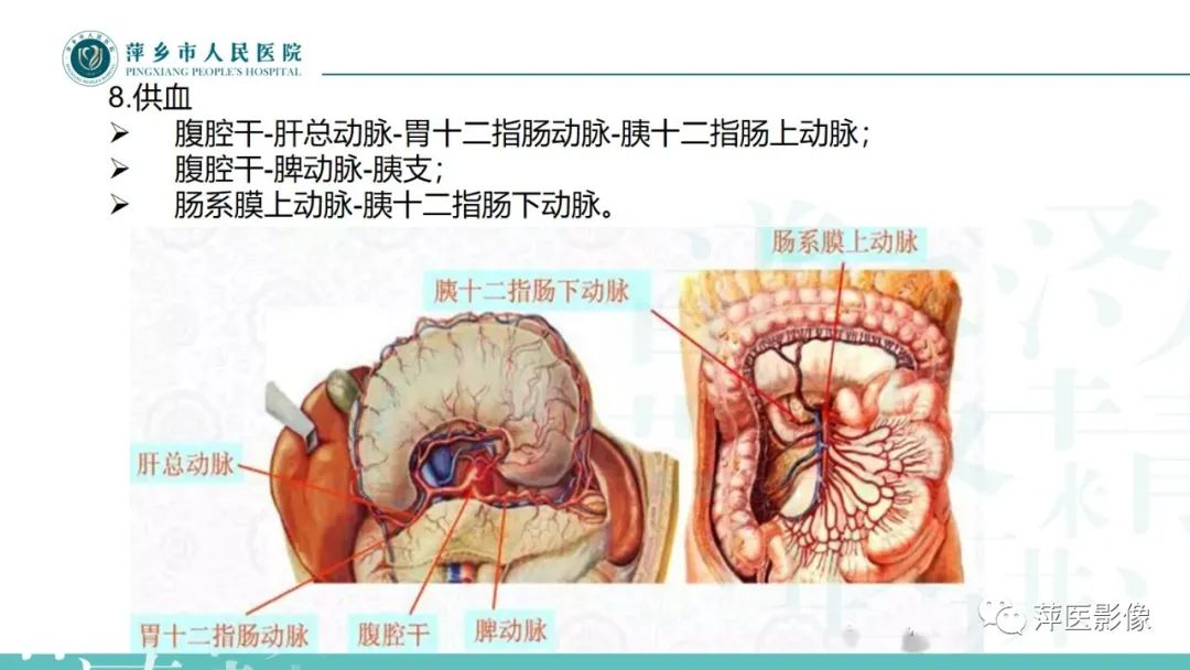 【PPT】胰腺实性假乳头状瘤-5