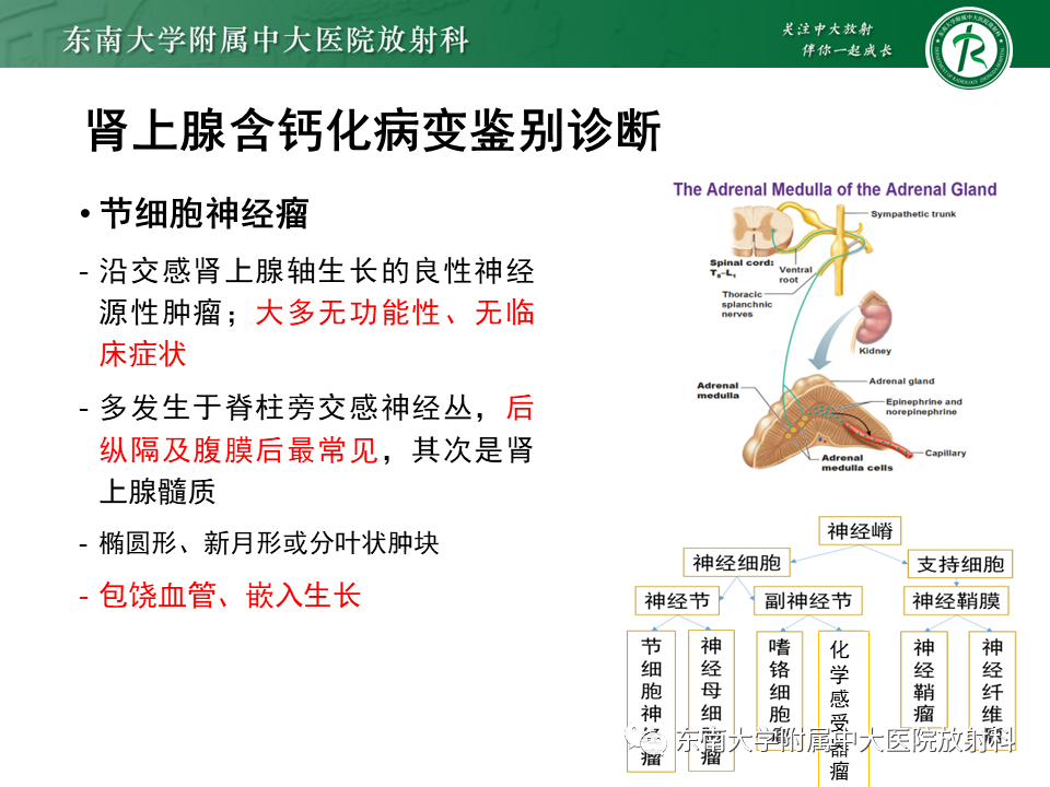 【PPT】肾上腺占位病例随访-8