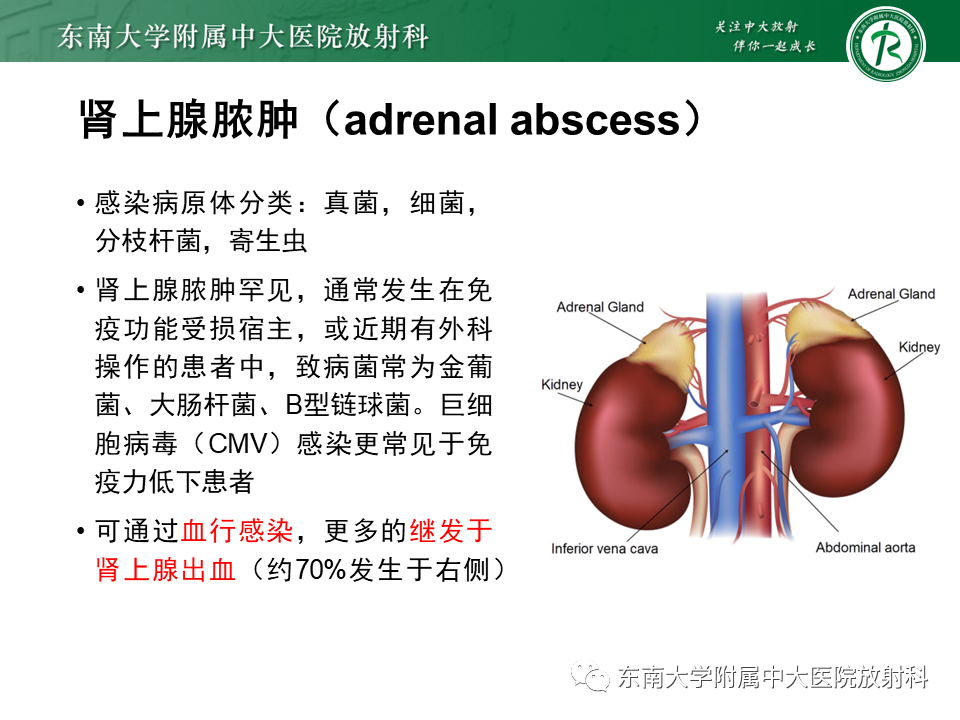 【PPT】肾上腺占位病例随访-18
