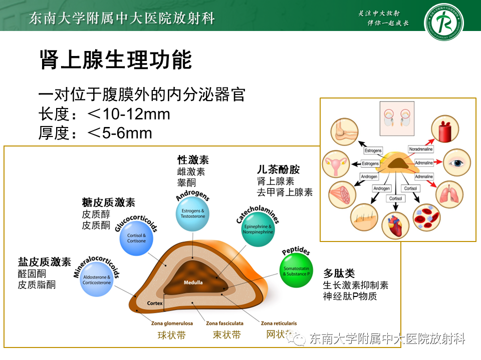 【PPT】肾上腺占位病例随访-14