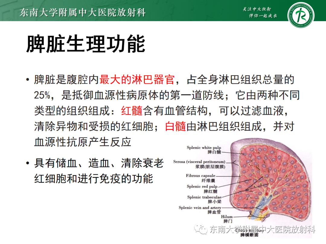 【PPT】脾脏硬化性血管瘤样结节性转化-4