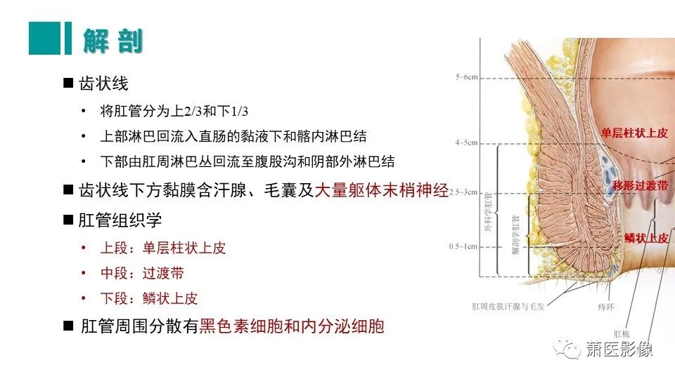 【PPT】肛管及肛周区域病变MRI影像特征-11