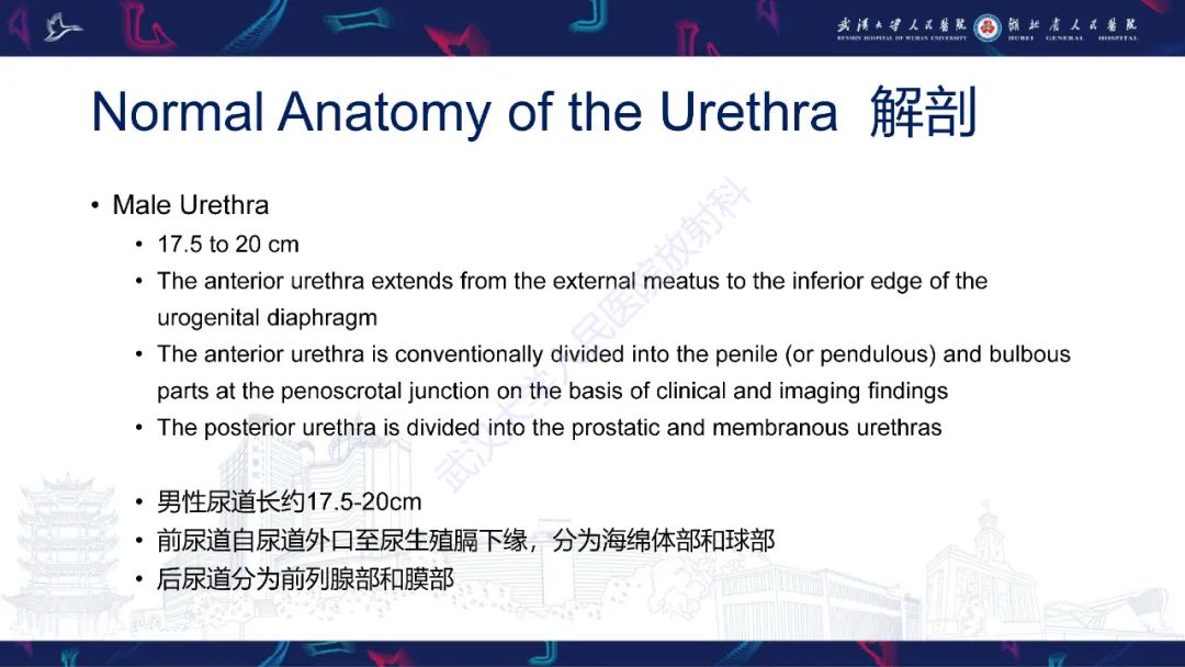 【PPT】尿道造影疾病诊断-2