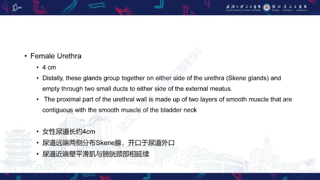 【PPT】尿道造影疾病诊断-4