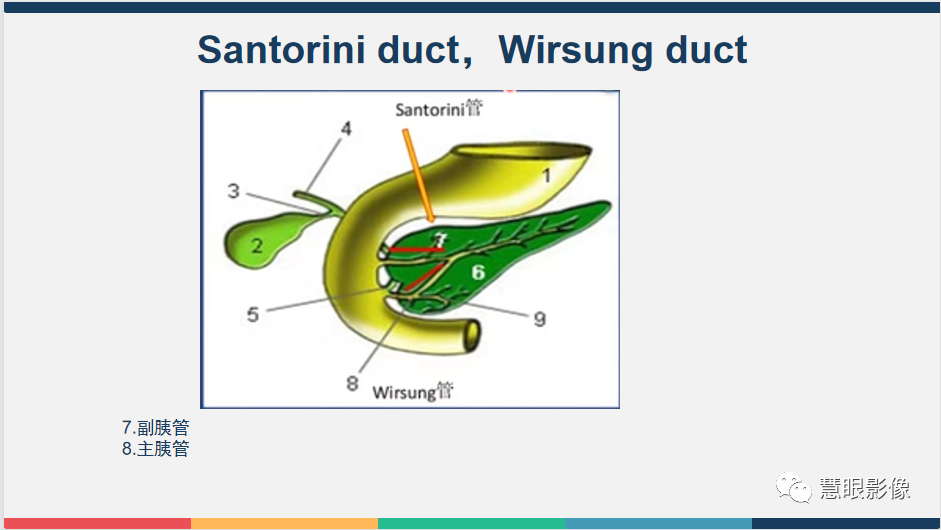 【PPT】胰腺解剖变异、发育异常及相关病变影像评估-4