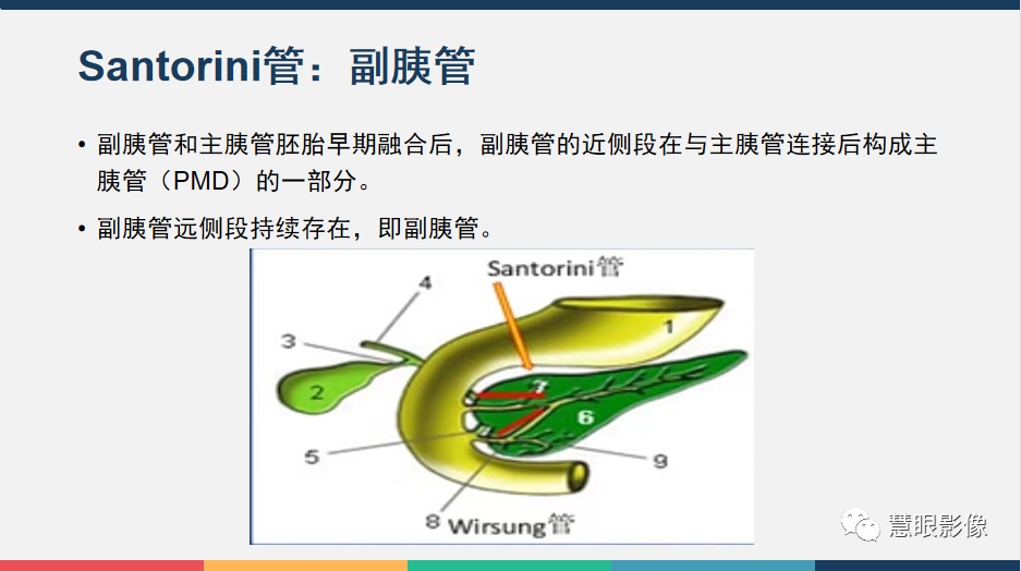 【PPT】胰腺解剖变异、发育异常及相关病变影像评估-5