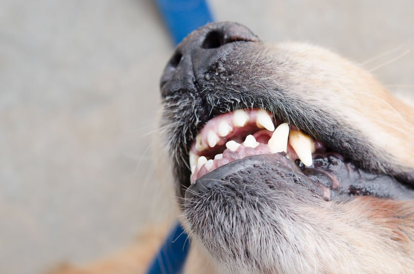 世界狂犬病日：哪些动物会传播狂犬病？