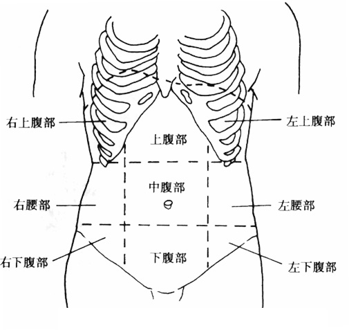腹部的体表标志及分区 - 百科博览 - 百科博览的博客