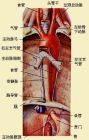 食管