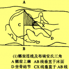 布瑞安氏三角