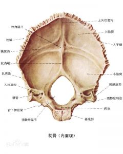 枕骨内面观 枕骨内面观