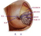 乳房