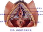 会阴