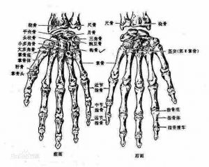指骨