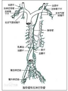 胸导管走行图