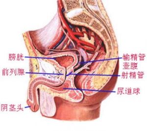 前列腺