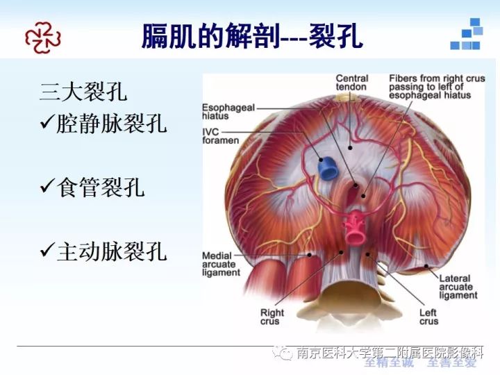 【PPT】膈肌的解剖及病变