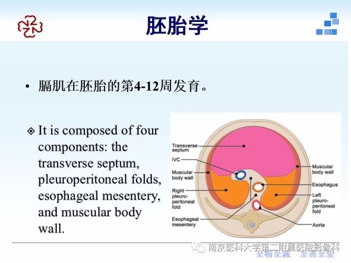 【PPT】膈肌的解剖及病变