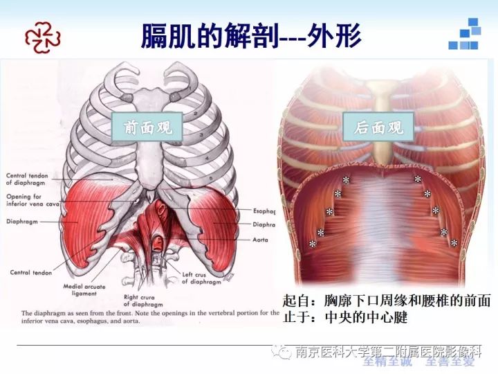 【PPT】膈肌的解剖及病变