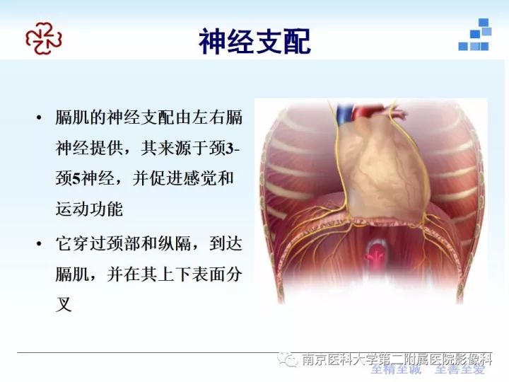 【PPT】膈肌的解剖及病变