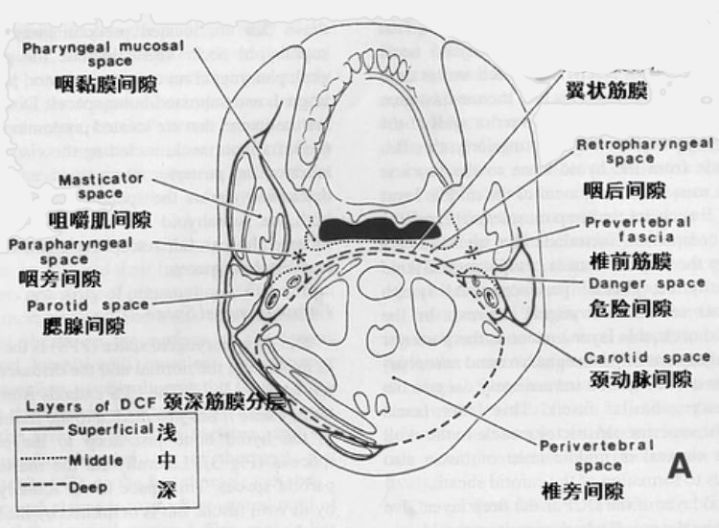 颈部解剖与常见疾病的影像特点