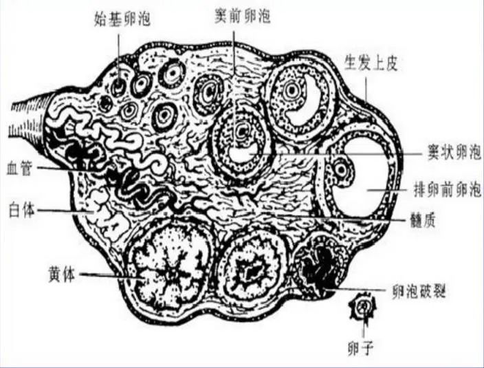 女性盆腔附件解剖及其常见肿瘤的影像表现